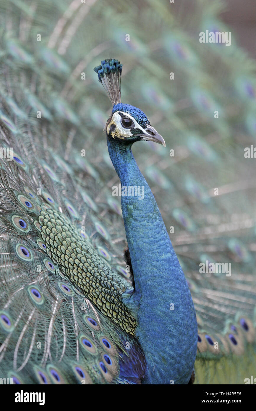 Blue peacock, Pavo cristatus, tread, little man, animal portrait, animal, zoo, zoo animal, bird, ave, gallinaceous bird, Galliformes, Phasianidae, Phasianidae, peacock's radian, radian, fields, peacock's fields, peacock's feathers, plumage, courtship display, court, impress, showing off, colorfully, colourful, admirably, behaviour, blue, win over, impress, bluish green, side view, blur, Stock Photo