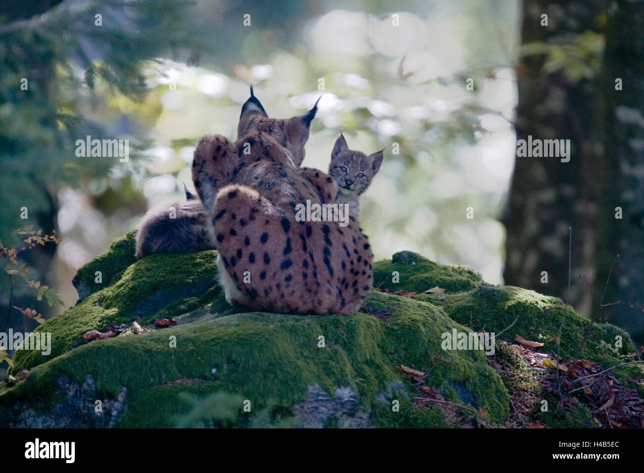 Forest, Eurasian lynx, Lynx lynx, mother animal, watchfulness, young animals, back view, Stock Photo