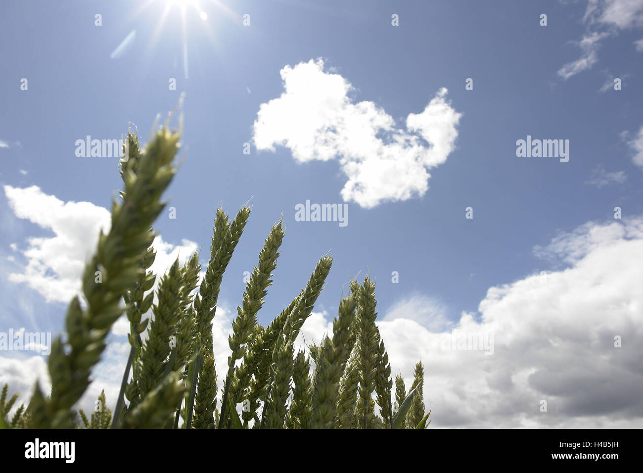 Grain ears, sky, the sun, clouds, medium close-up, detail, Stock Photo