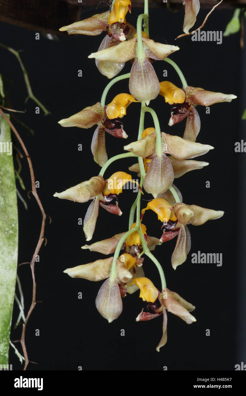 Orchid blossom, Stanhopea, Stock Photo