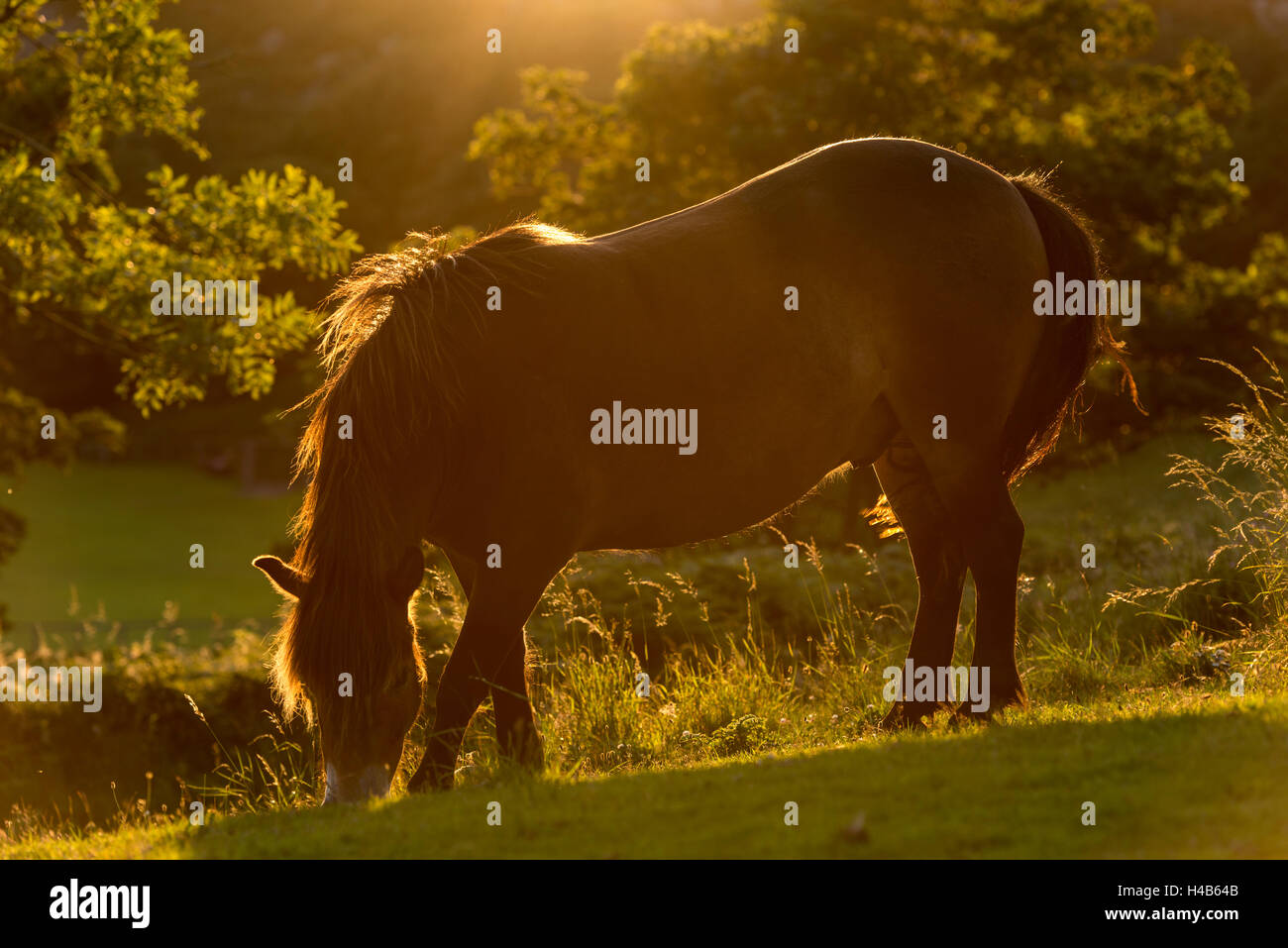 Free roaming Exmoor Pony backlit by the evening summer sunshine, Exmoor National Park, Devon, England. Stock Photo