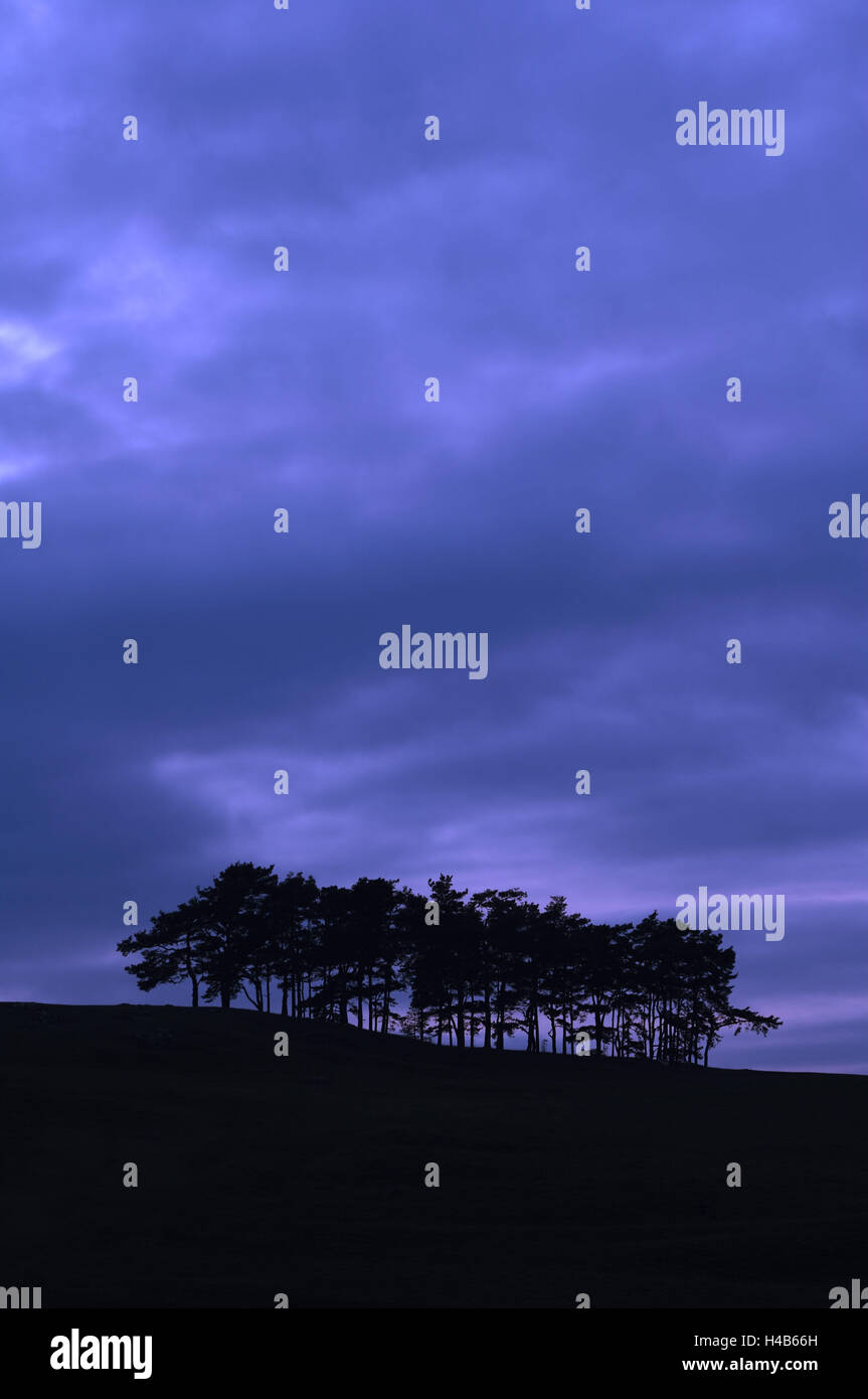 Hill, group of trees, evening mood, Stock Photo