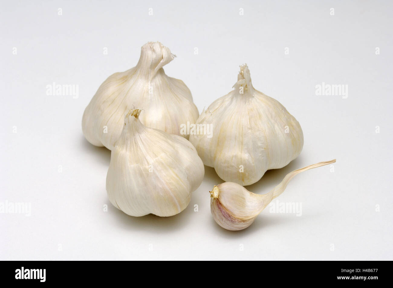 Garlic, Allium sativum, Stock Photo