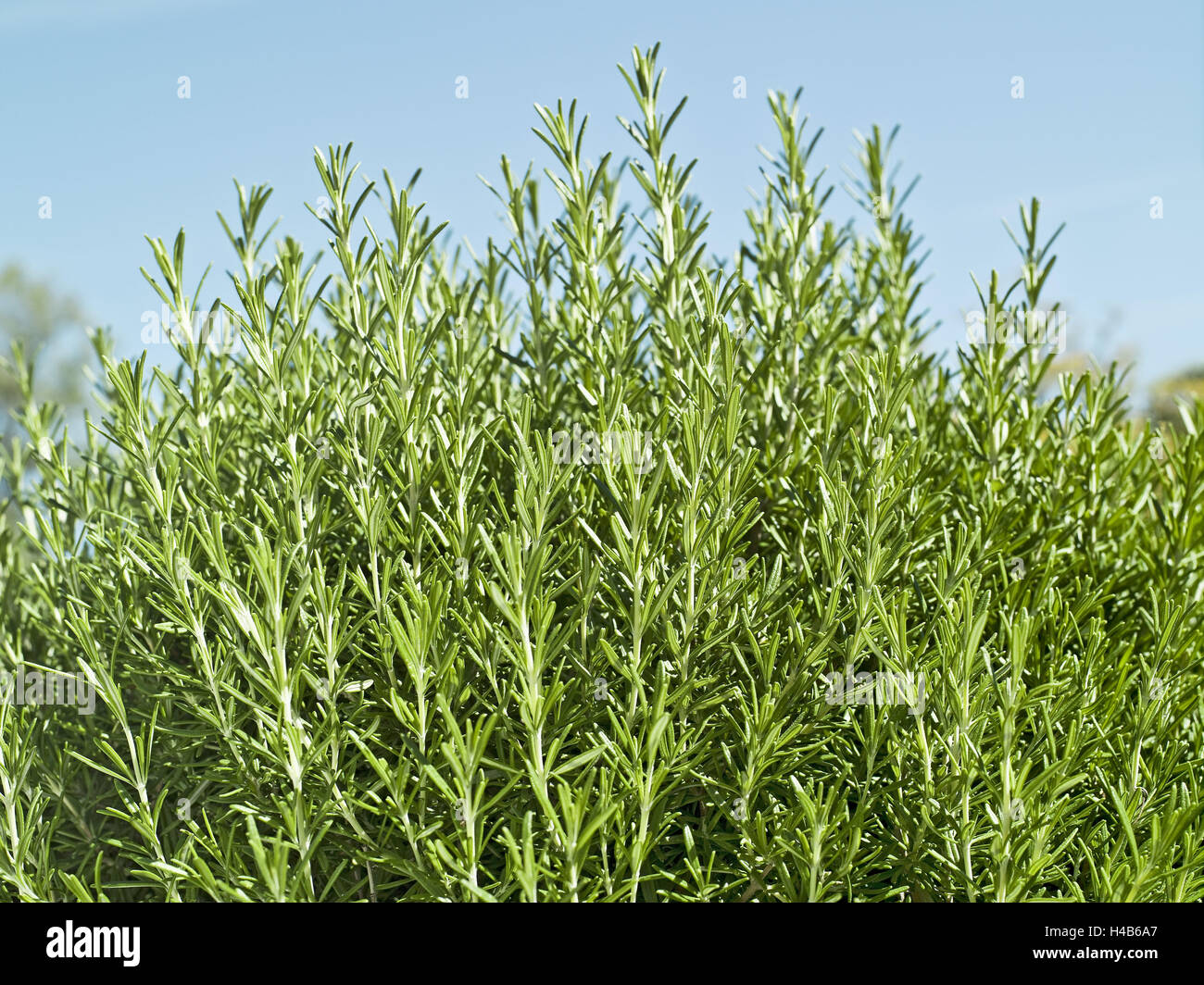 Rosemary garden hires stock photography and images Alamy