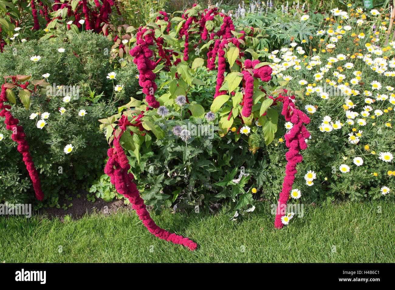 Garden, flowers, plants, panel saw 'pony Tails', Stock Photo