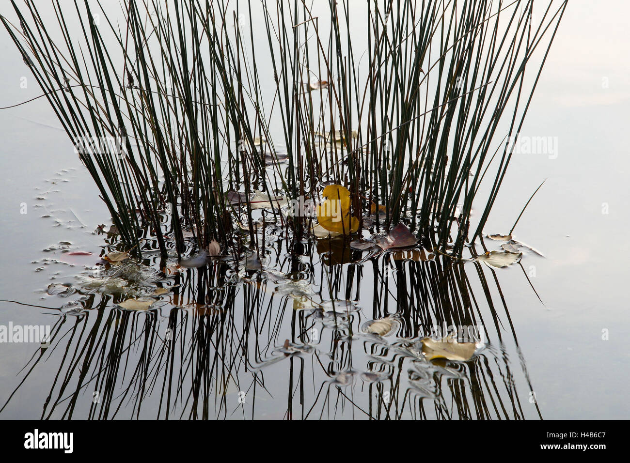bulrush, water, Stock Photo