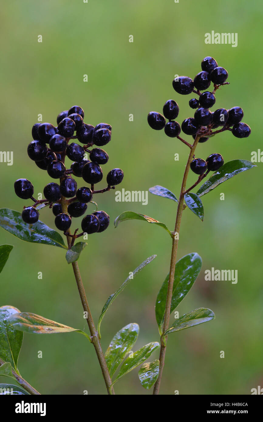 Privet, berries, medium close-up, Stock Photo