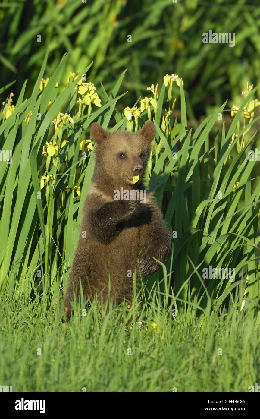 Brown bear, Ursus arctos, young animal, raise, meadow, lilies, eat, Stock Photo