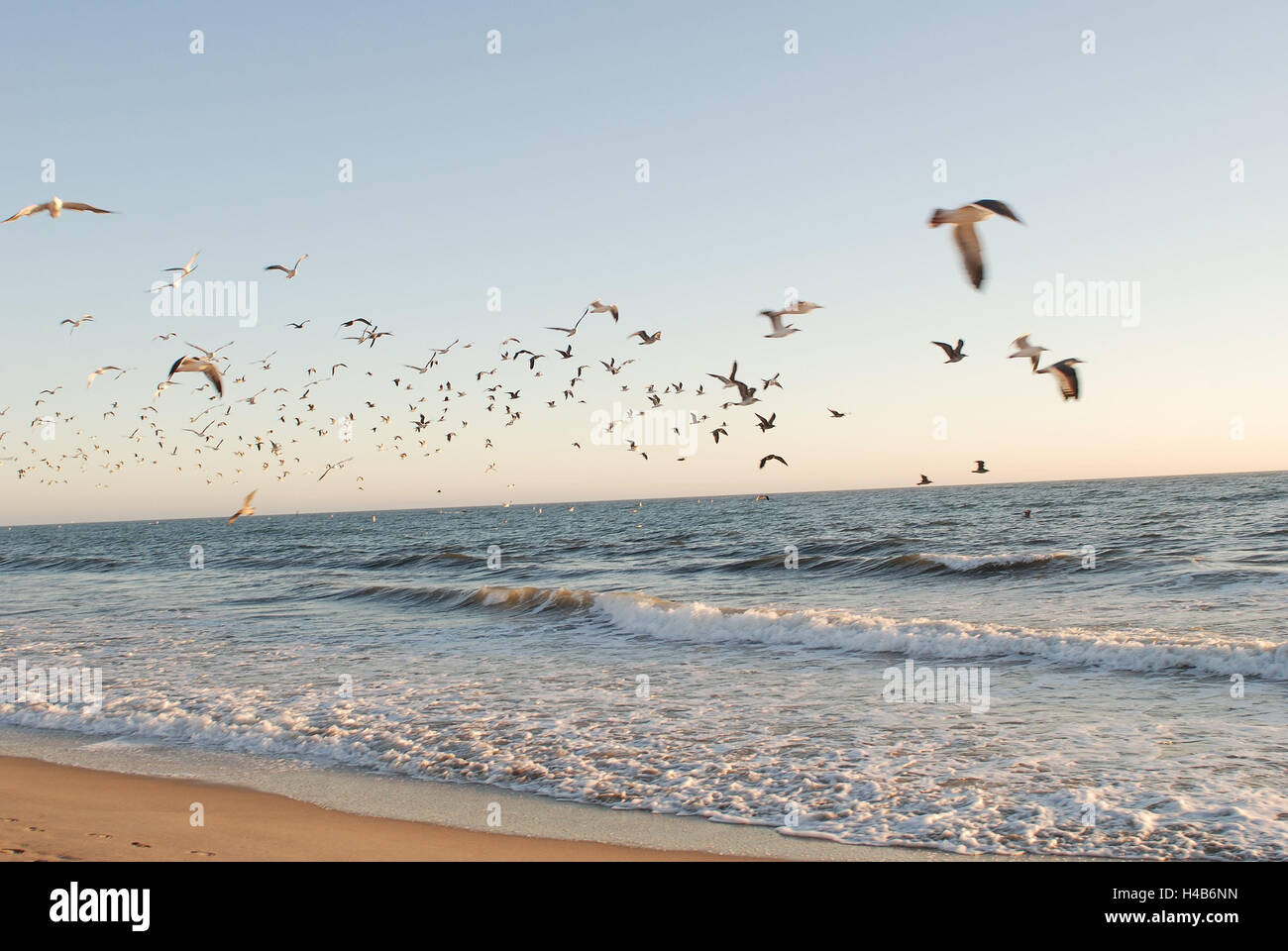 Sea, coast, flock of birds, gulls, flight, animals, birds, flock, sky, beach, shore, many, flying, freedom, free, air, together, wings, flapping of wings, motion, starting, Laridae, flock of gulls, Stock Photo