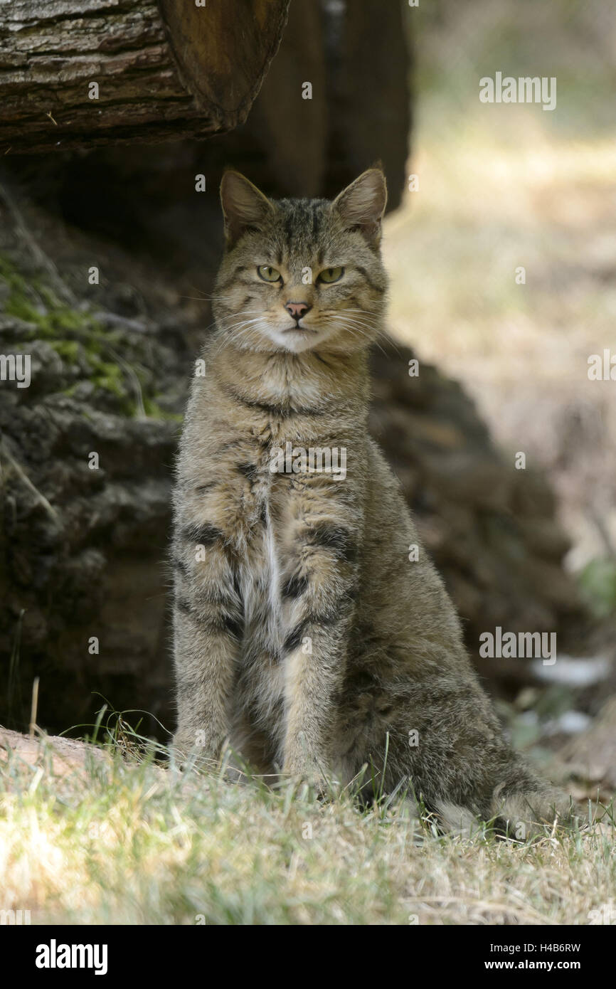 Wildcat, Felis silvestris, Germany, Stock Photo