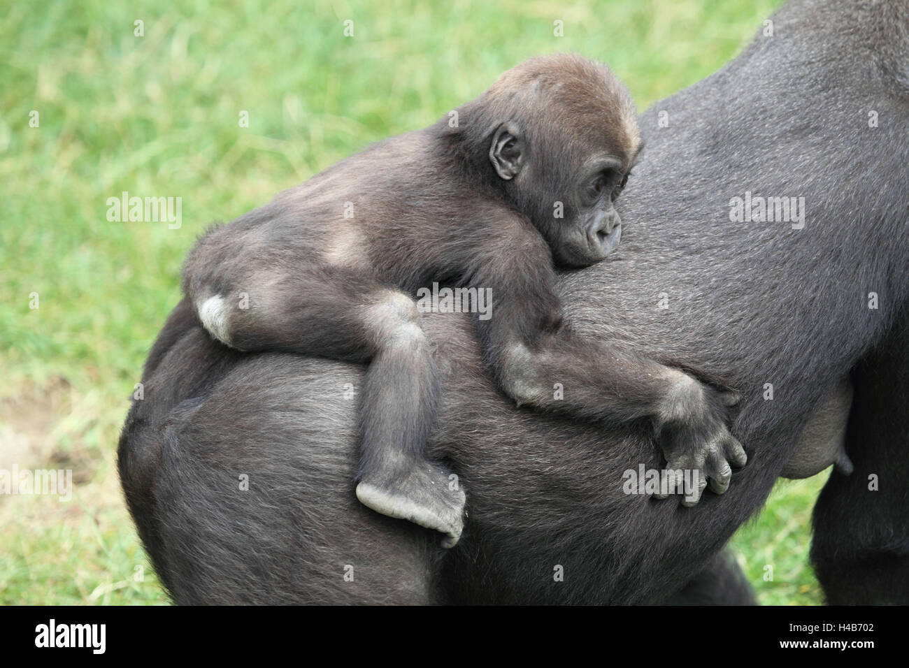 Young plain gorilla on the back his nut Stock Photo Alamy