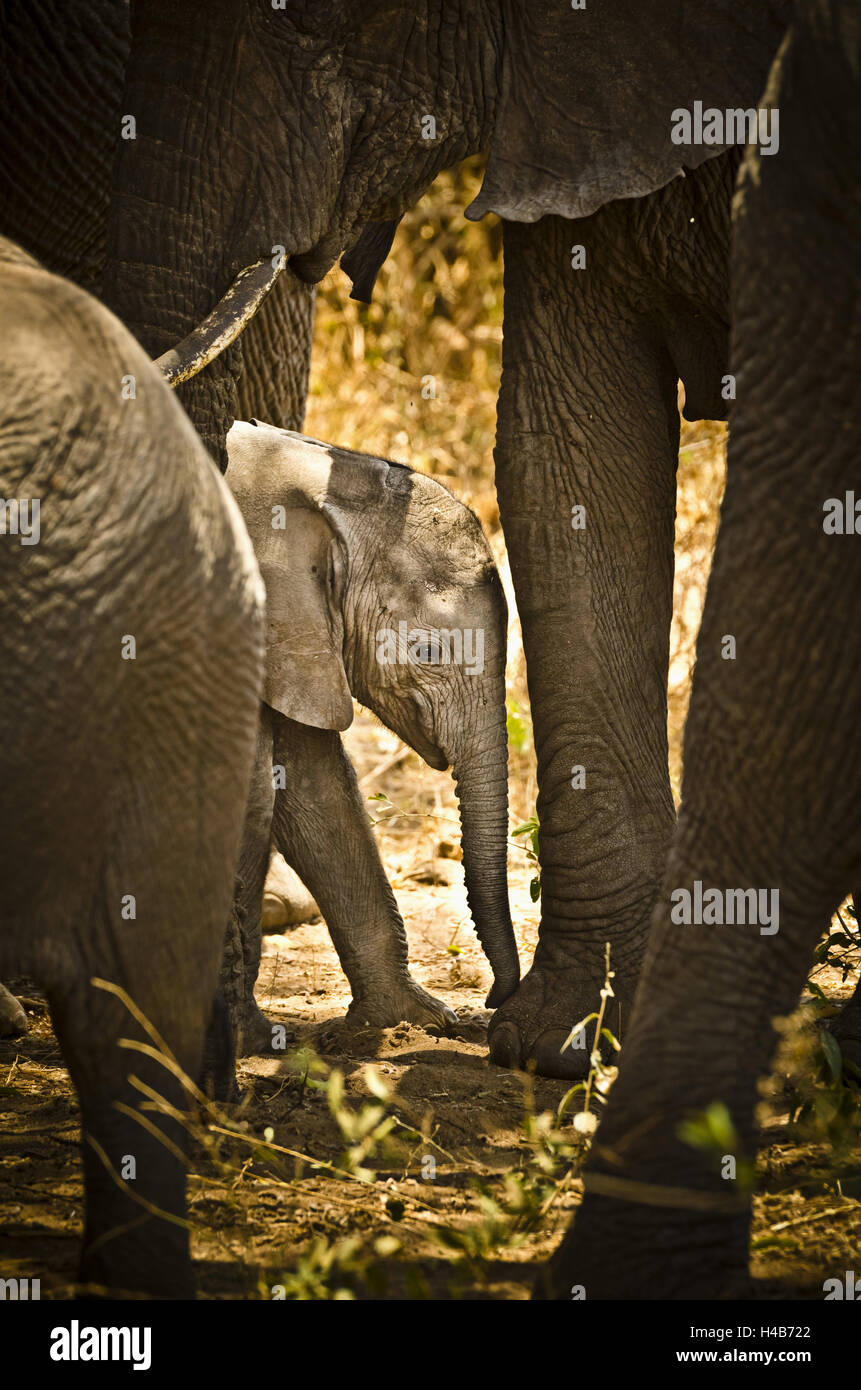 Africa, East Africa, Tanzania, Lake Manyara National Park, animal, elephant, Stock Photo