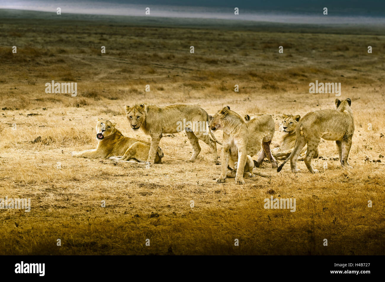 Africa, Tanzania, East Africa, crater, volcano crater, Ngorongoro, lion, Stock Photo