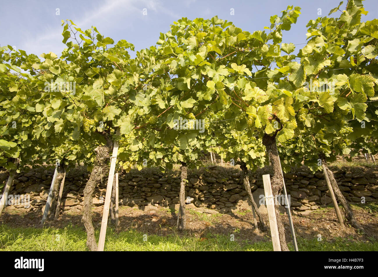 Wine-growing region of Wachau, Stock Photo