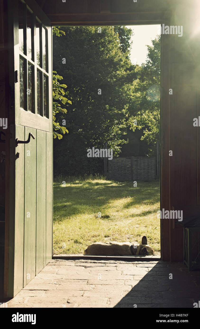 Dog, sleep, front door, sunshine Stock Photo Alamy