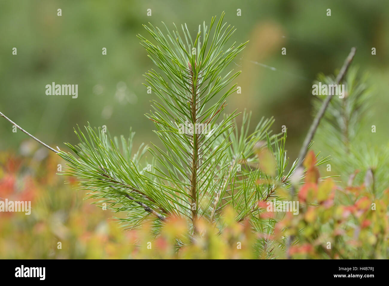 Young pinus sylvestris hi-res stock photography and images - Alamy