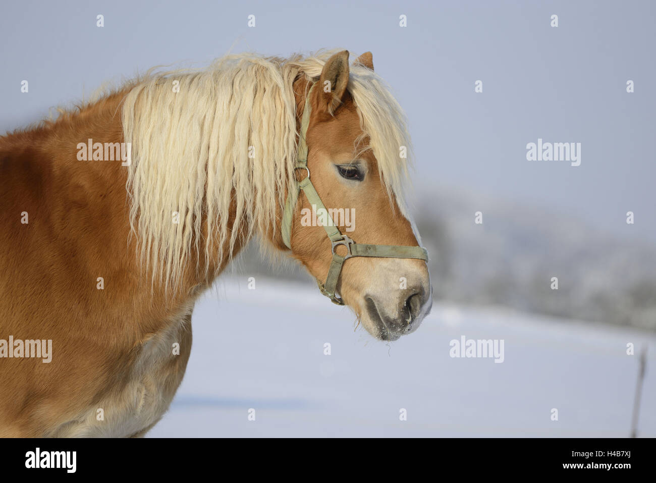 Haflinger, chestnut, winter, outdoors, portrait, side view Stock Photo ...