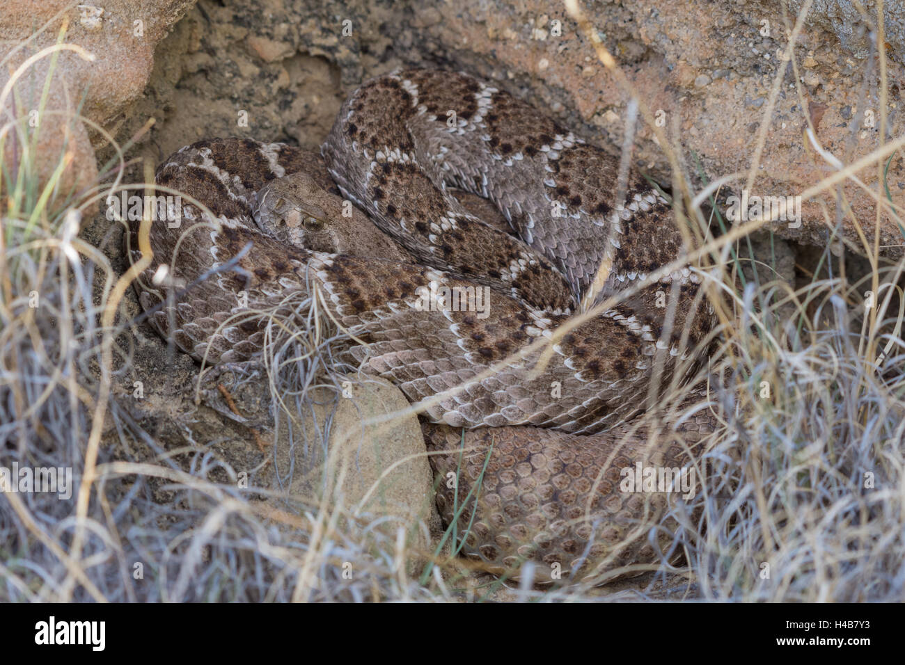Western Diamond-backed Rattlesnake, (Crotalus atrox), Ojito Wilderness, New Mexico, USA. Stock Photo