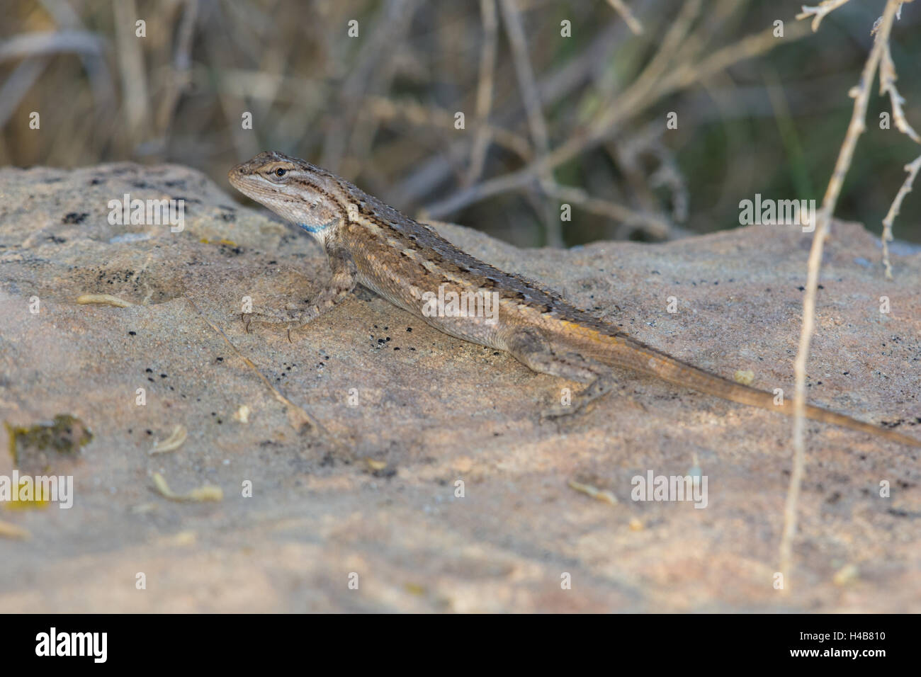 Southwestern Fence Lizard, (Sceloporus cowlesi), Ojito Wilderness, New Mexico, USA. Stock Photo