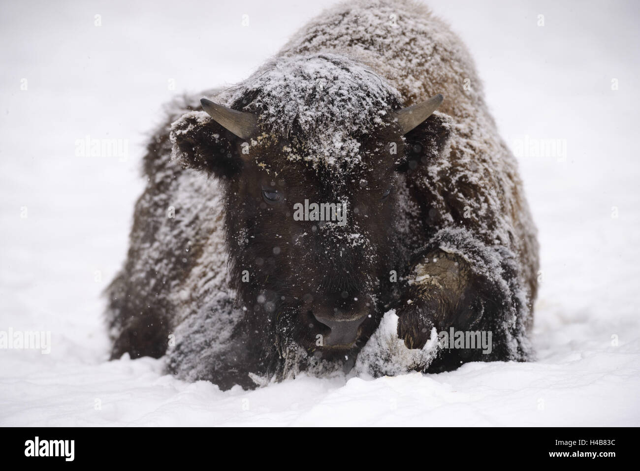 American bison, bison bison, young animal in winter, Stock Photo