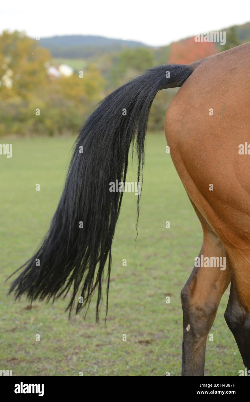 Horse, Bavarian warm blood, detail, back, tail, at the side, Stock Photo