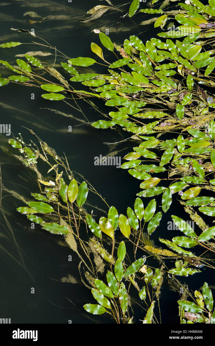 Water plant, swimming spawn herb, Stock Photo