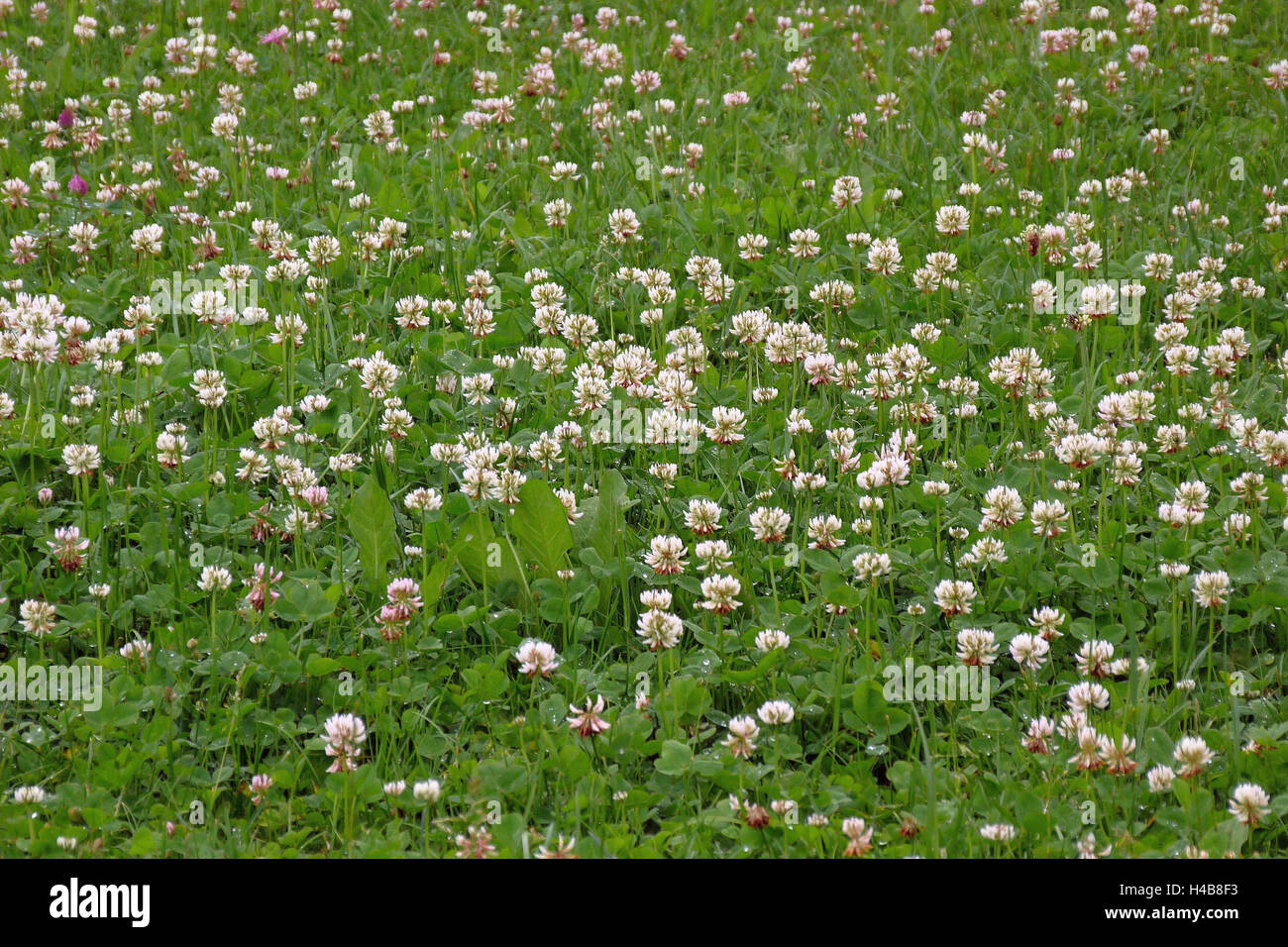 White clover, Trifolium repens, blossoming, meadow, Stock Photo