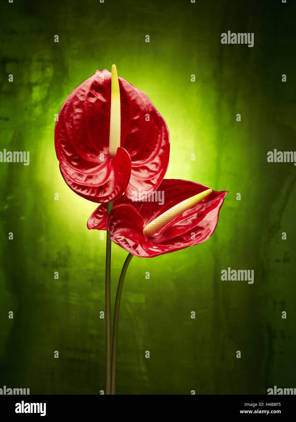 Anthurium, flower, blossoms, still life, red, green, Stock Photo