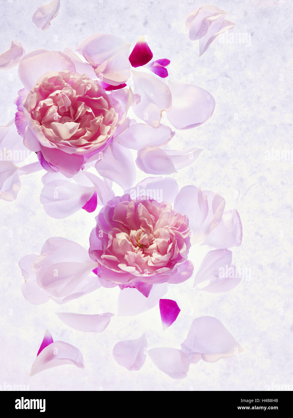 Peonies, blossoms, petals, pink, rose, white, still life, Stock Photo