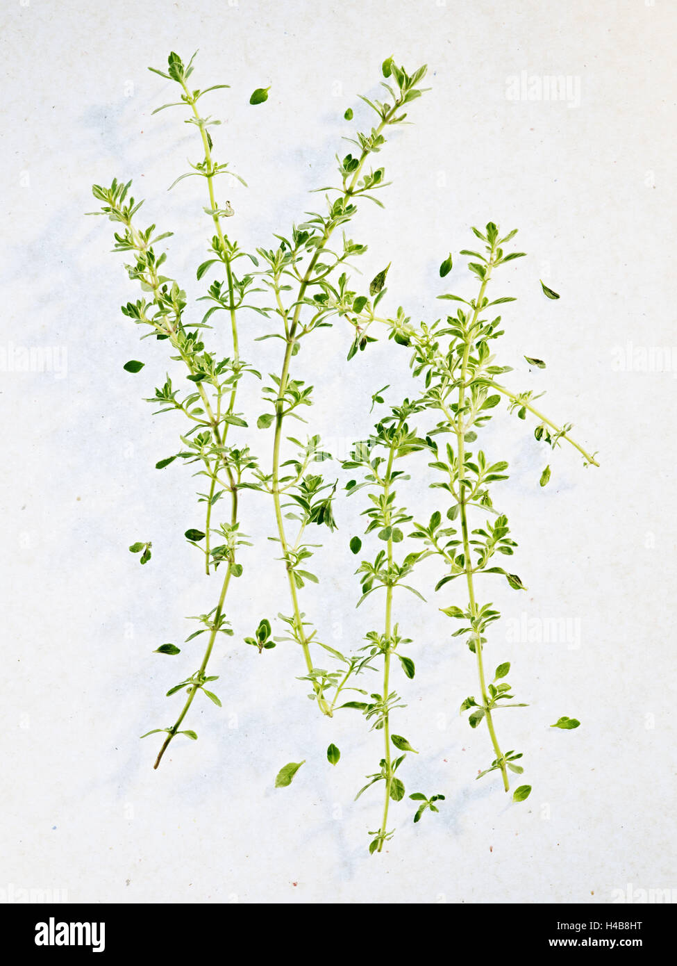 Thyme, Thymus vulgare, twigs, leaves, green, Stock Photo