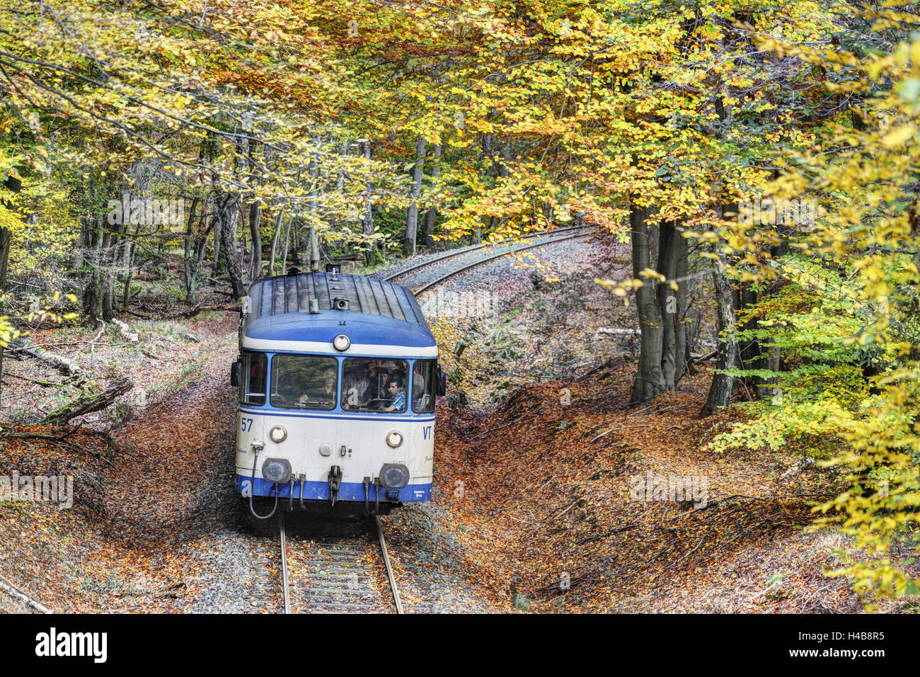Train passes through a forest, track, fall foliage, back light