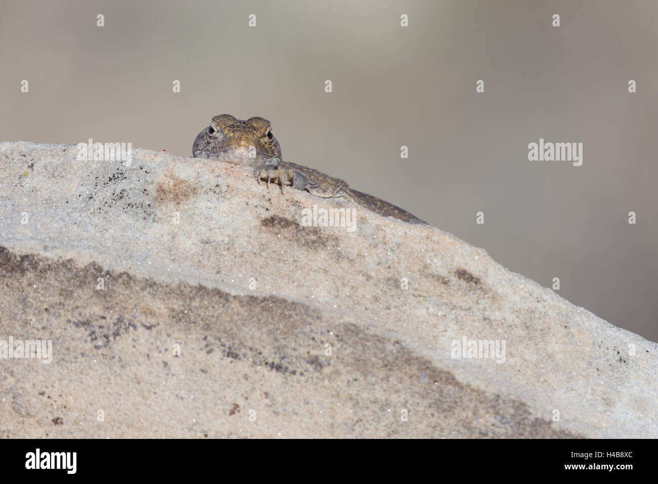 Eastern Collared lizard, (Crotaphytus collaris), Ojito Wilderness, New