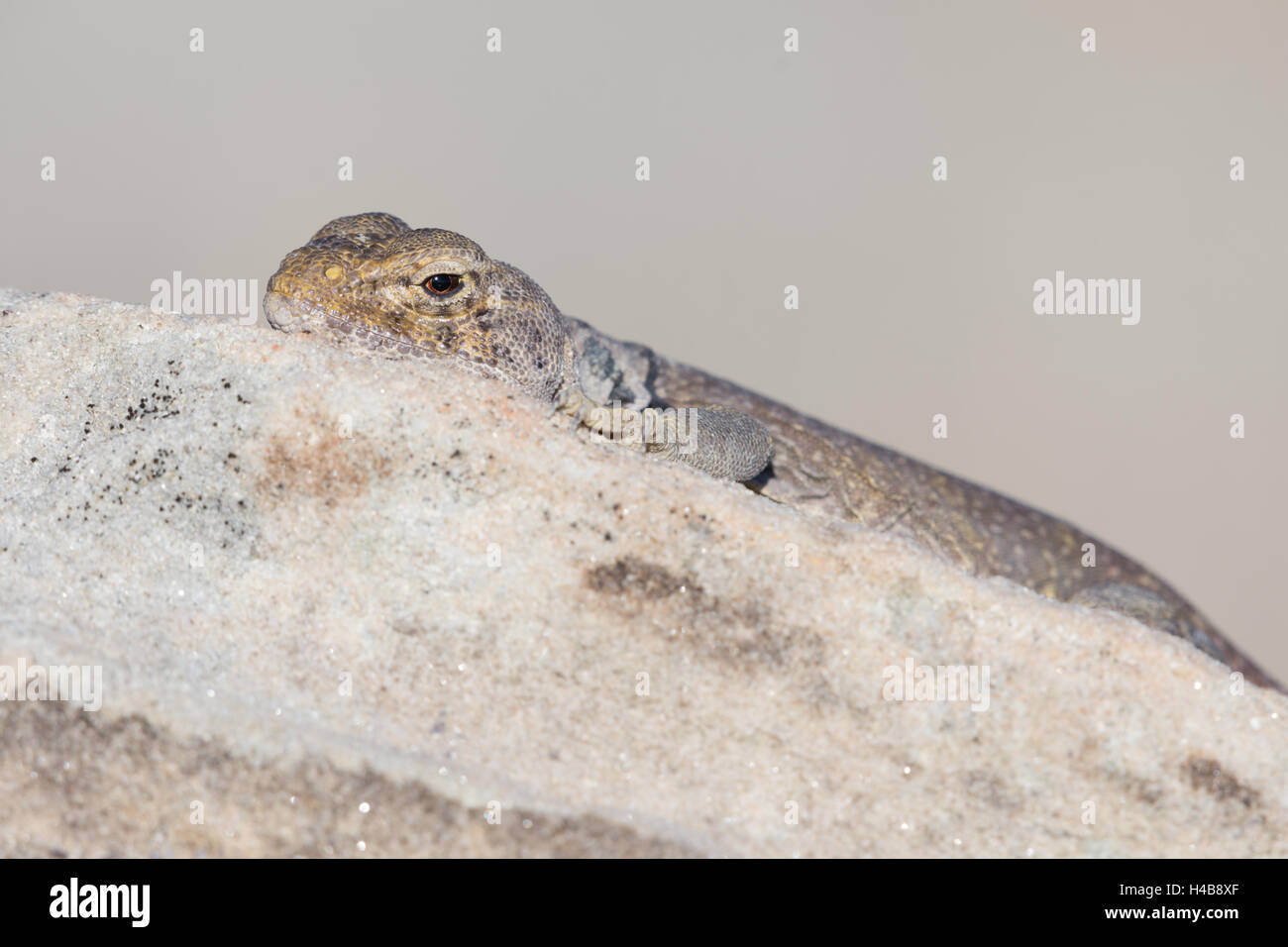 Eastern Collared lizard, (Crotaphytus collaris), Ojito Wilderness, New