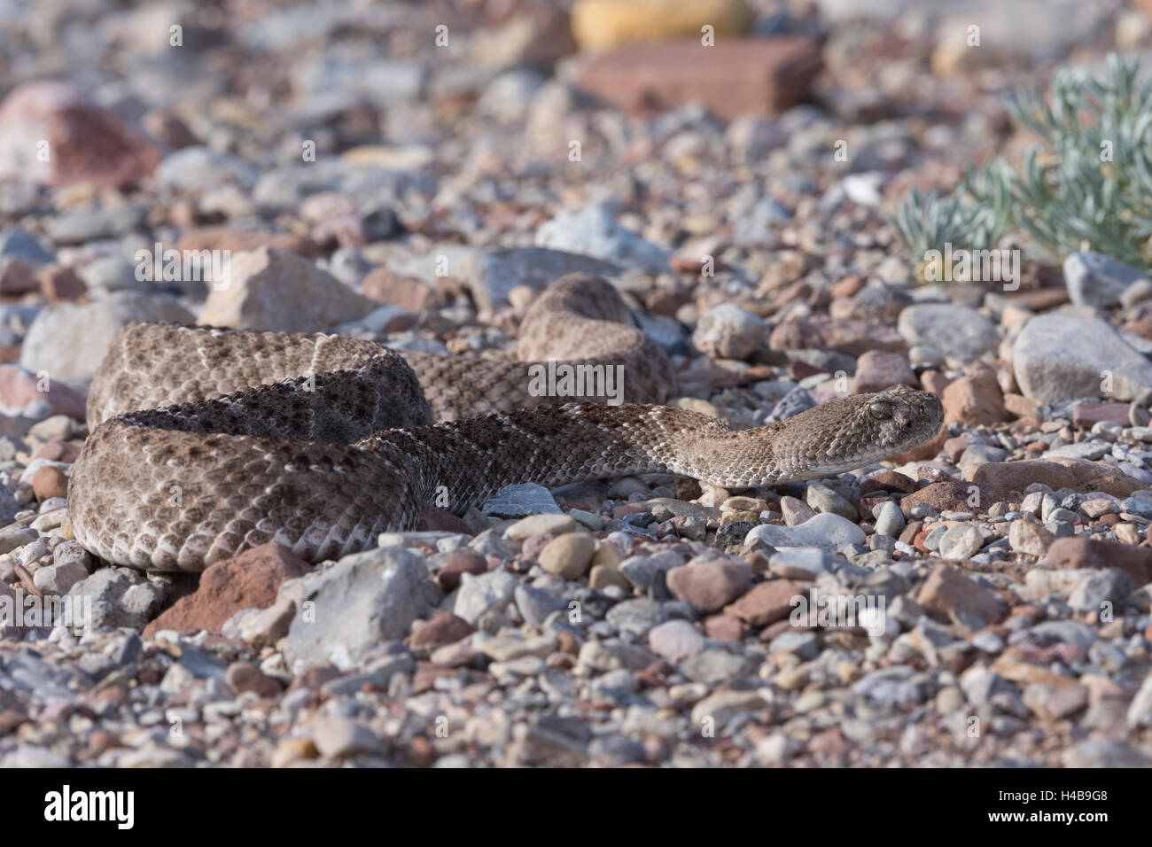 Western Diamond-backed Rattlesnake, (Crotalus atrox), Quebradas Backcountry Byway, New Mexico, USA. Stock Photo
