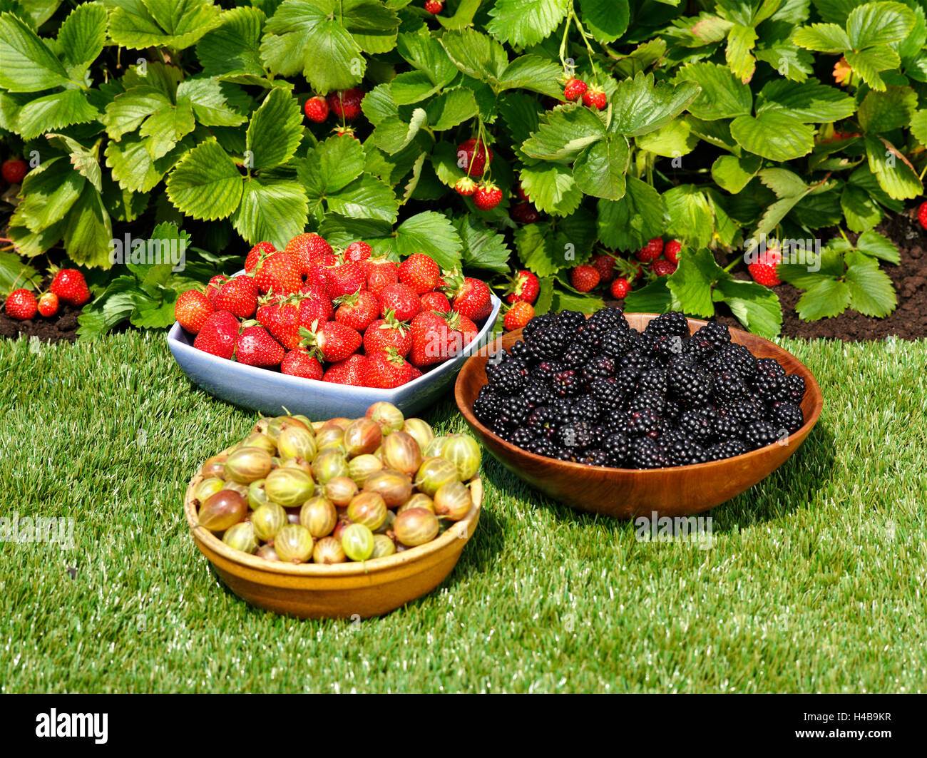 Berries in bowls, garden, lawn, strawberry patch Stock Photo
