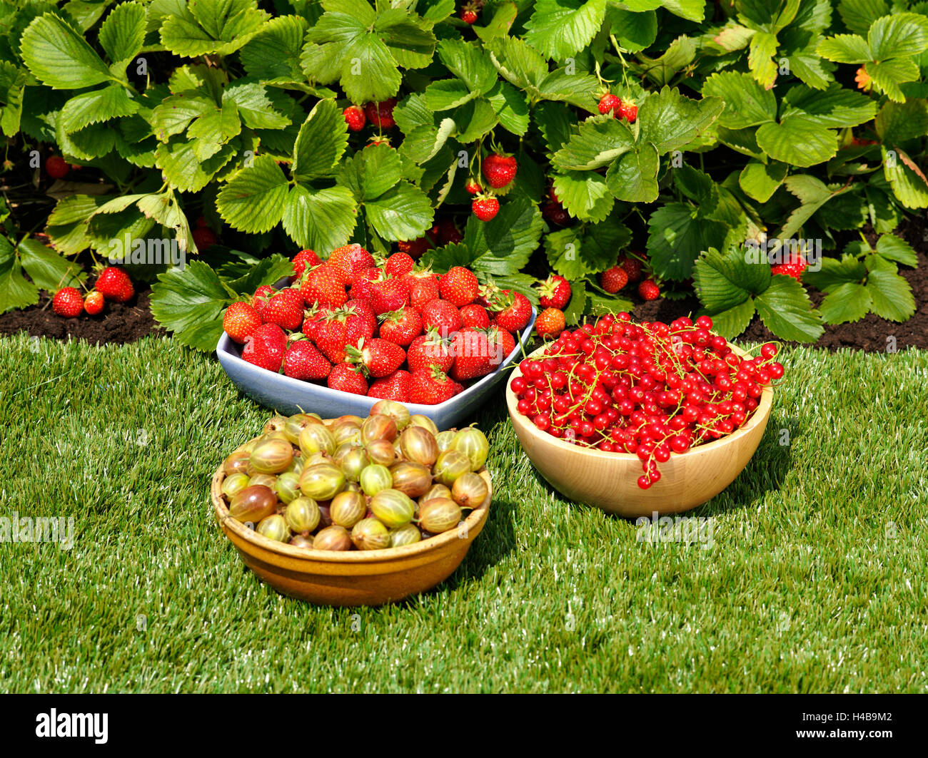 Berries in bowls, garden, lawn, strawberry patch Stock Photo