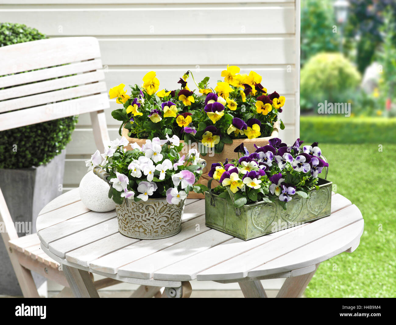 horned violets, table, garden, pot Stock Photo