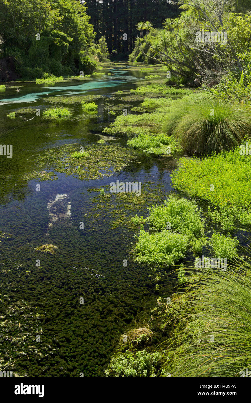 Hamurana Springs, Rotorua, Bay of Plenty, north Island, New Zealand ...
