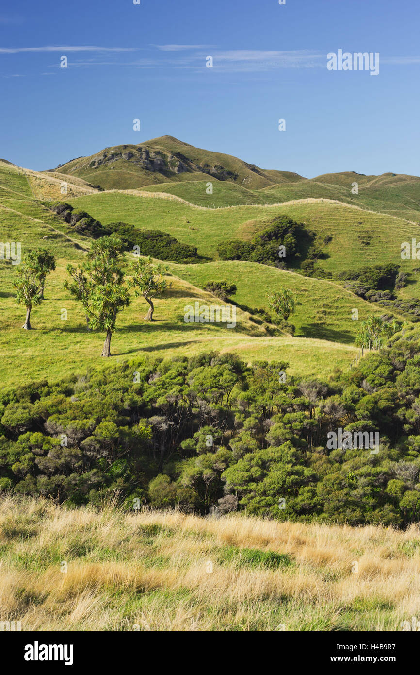 Wharariki, Tasman, south Island, New Zealand Stock Photo
