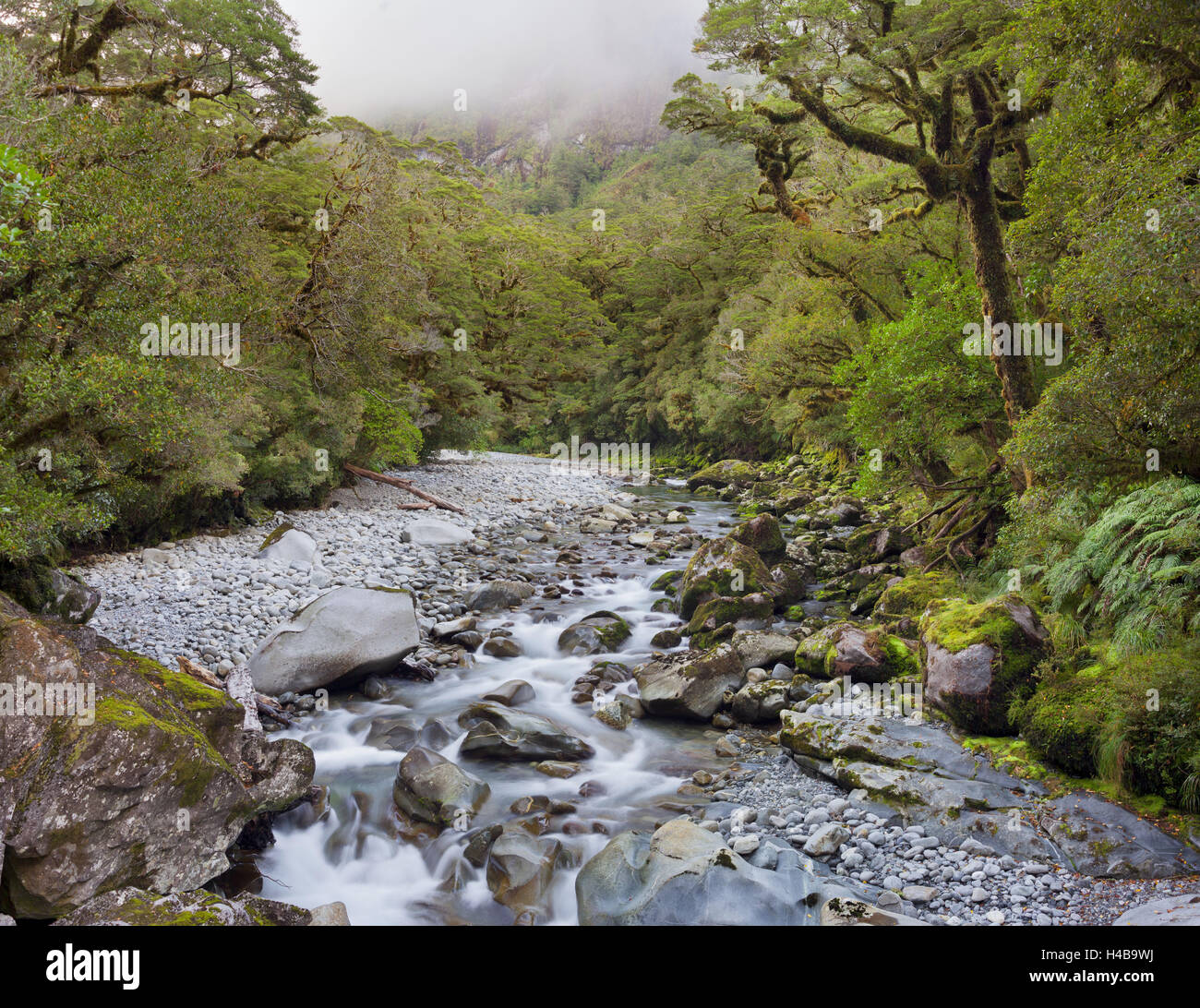Cleddau River, The Chasm gulch, Fiordland National Park, Southland, south Island, New Zealand Stock Photo
