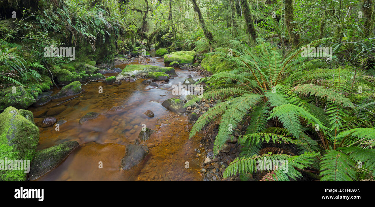 Wood, ferns, moss, brook, Fiordland National Park, Southland, south Island, New Zealand Stock Photo