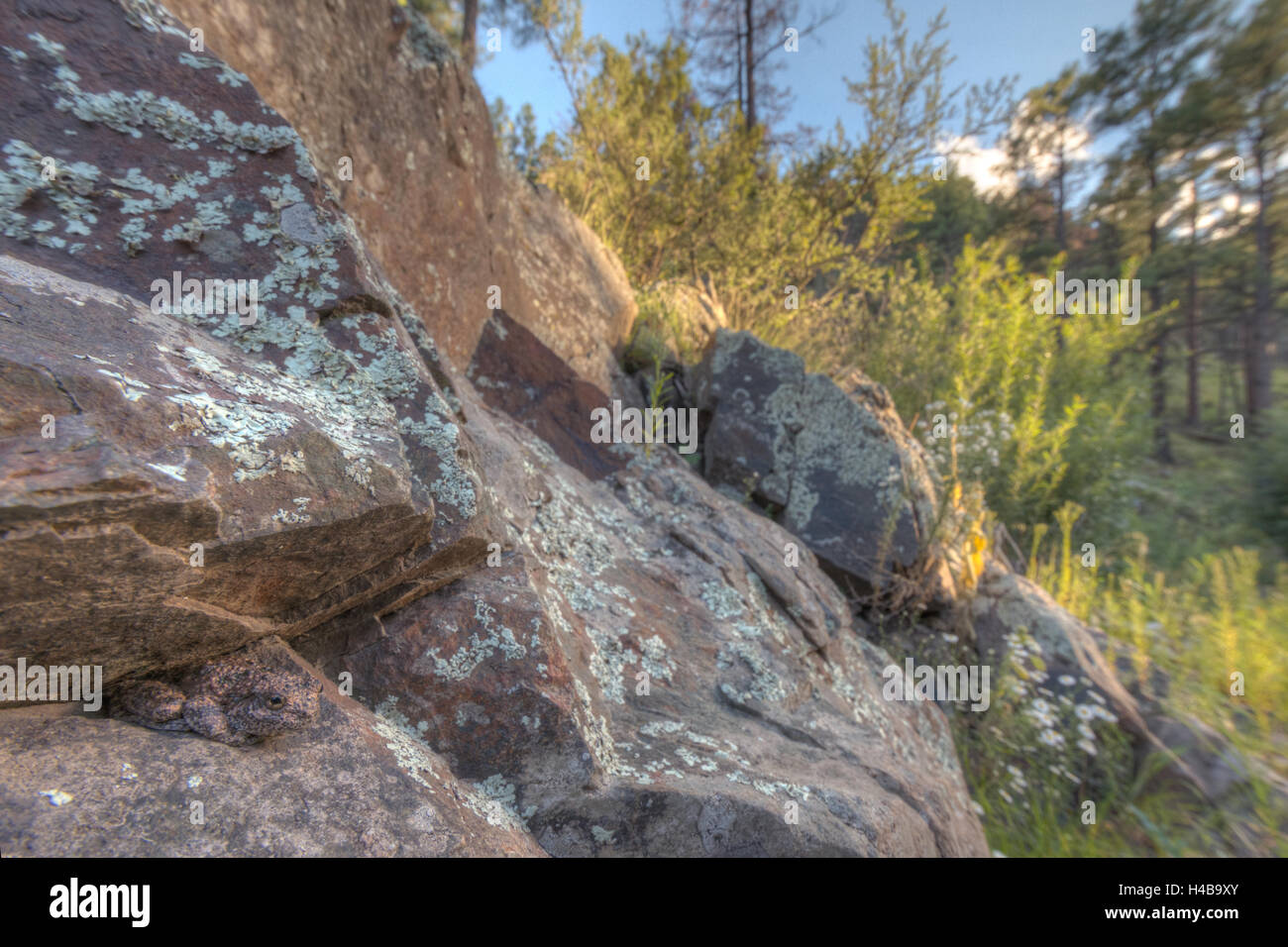 Canyon Treefrog, (Hyla arenicolor), Gila Wilderness, New Mexico, USA. Stock Photo
