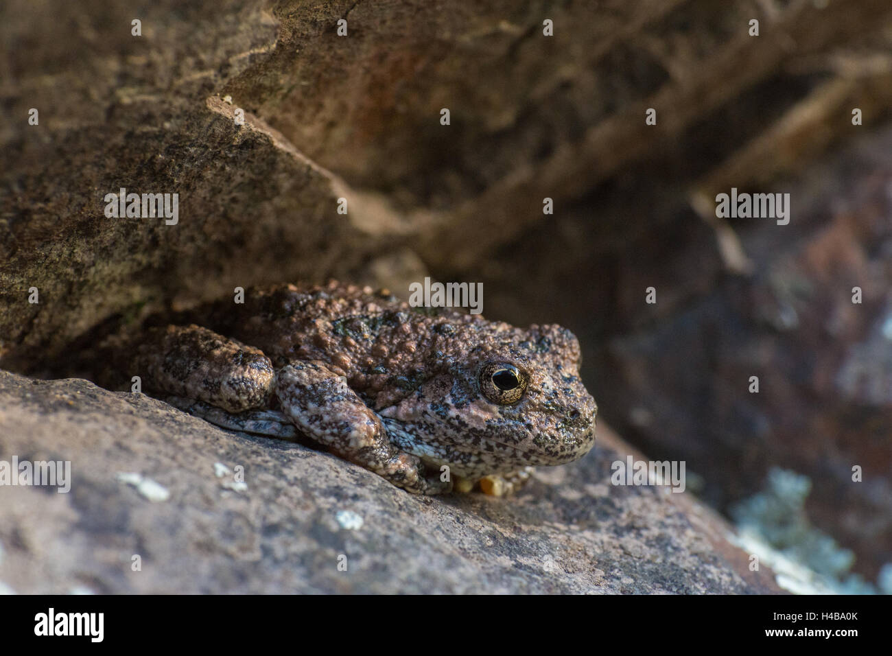 Canyon Treefrog, (Hyla arenicolor), Gila Wilderness, New Mexico, USA. Stock Photo