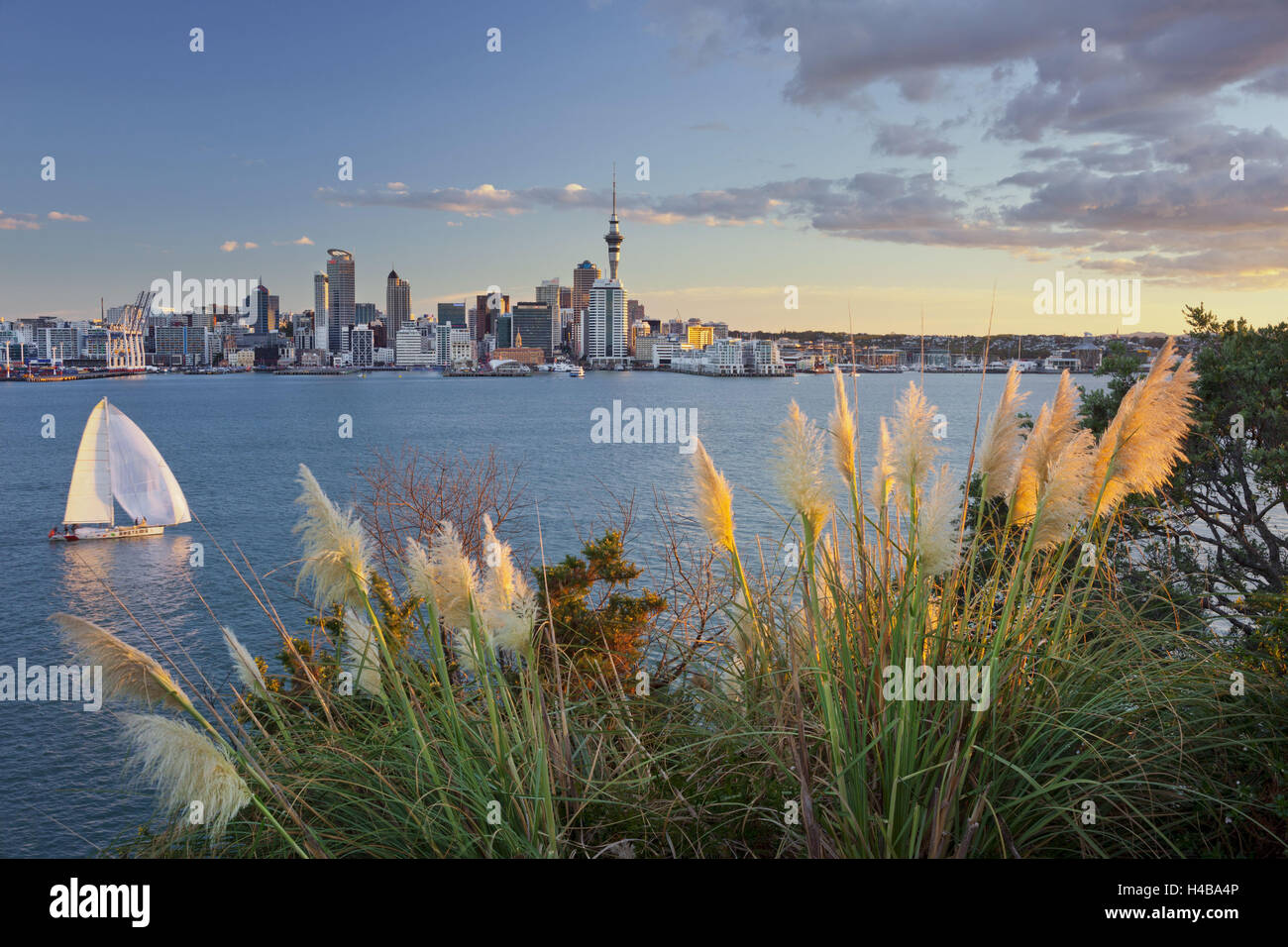 Stanley Bay, sailboats, skyline of Auckland, north Island, New Zealand Stock Photo