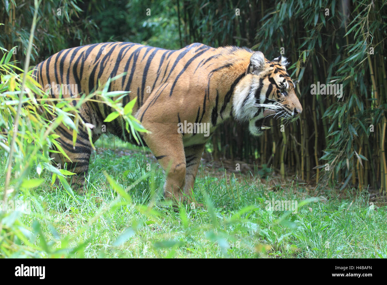 Sumatran tiger, Panthera tigris sumatrae Stock Photo