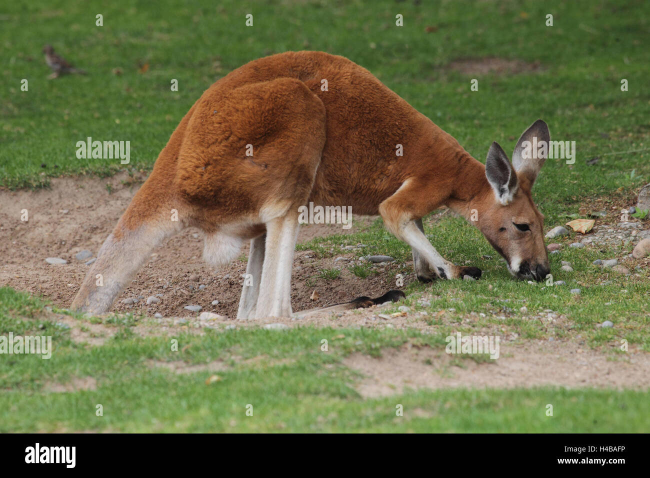 Red kangaroo, Macropus rufus Stock Photo