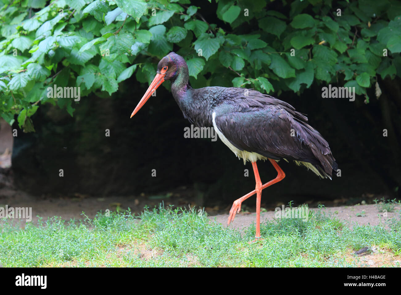 Black stork, Ciconia nigra Stock Photo