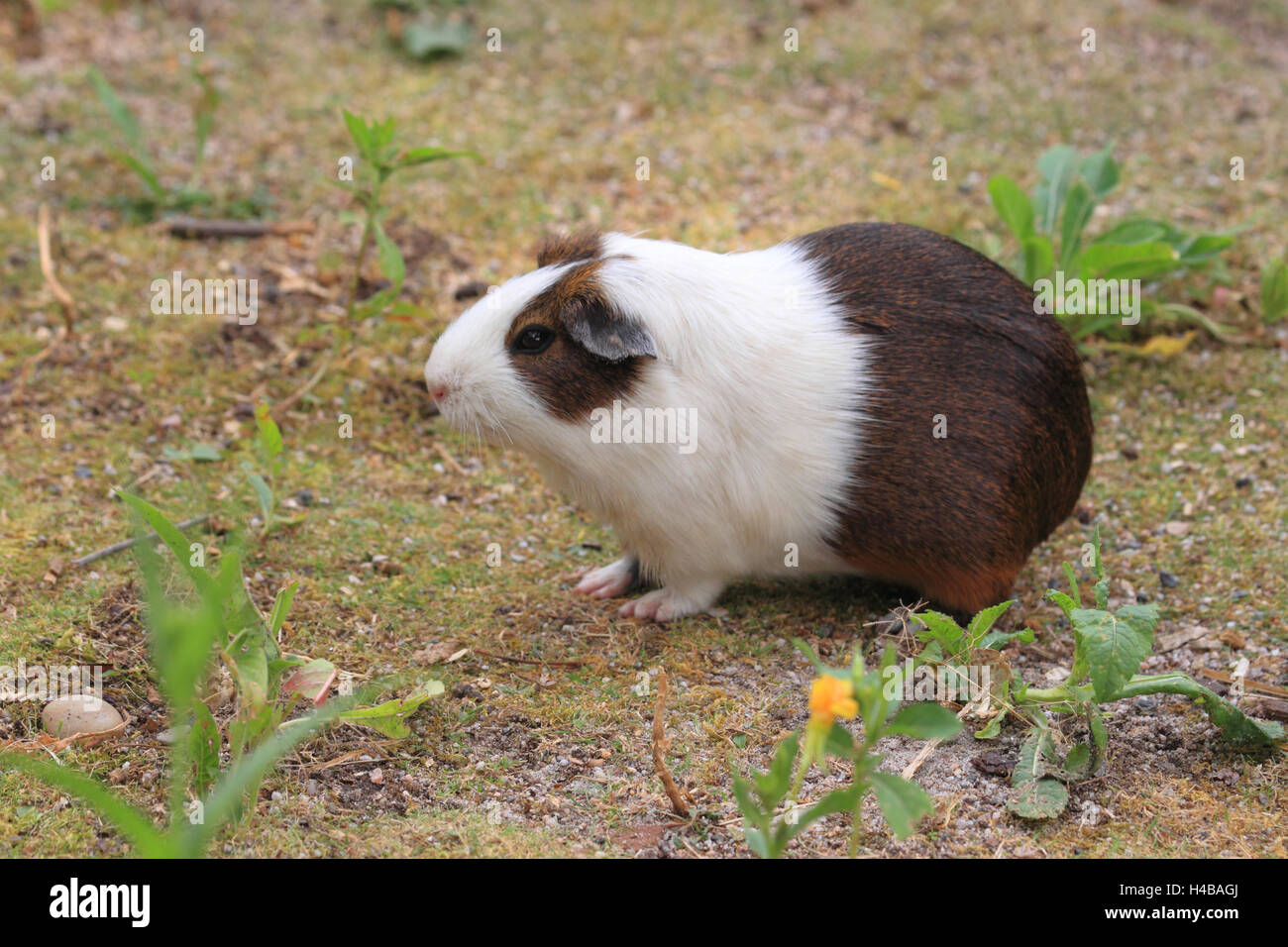 Guinea pig, Cavia aperea Stock Photo