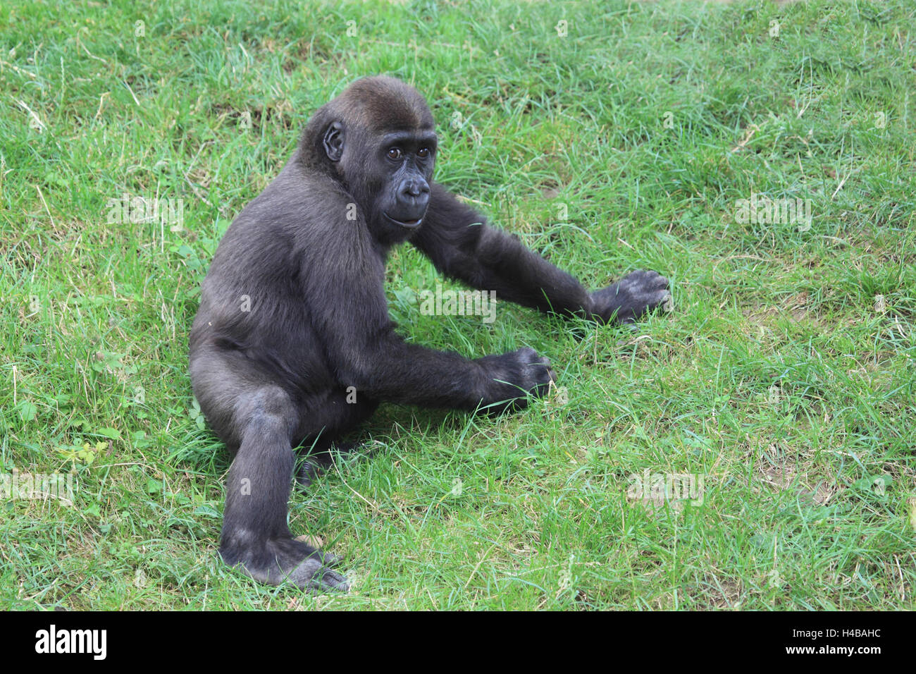 Western gorilla, young animal, gorilla gorilla Stock Photo