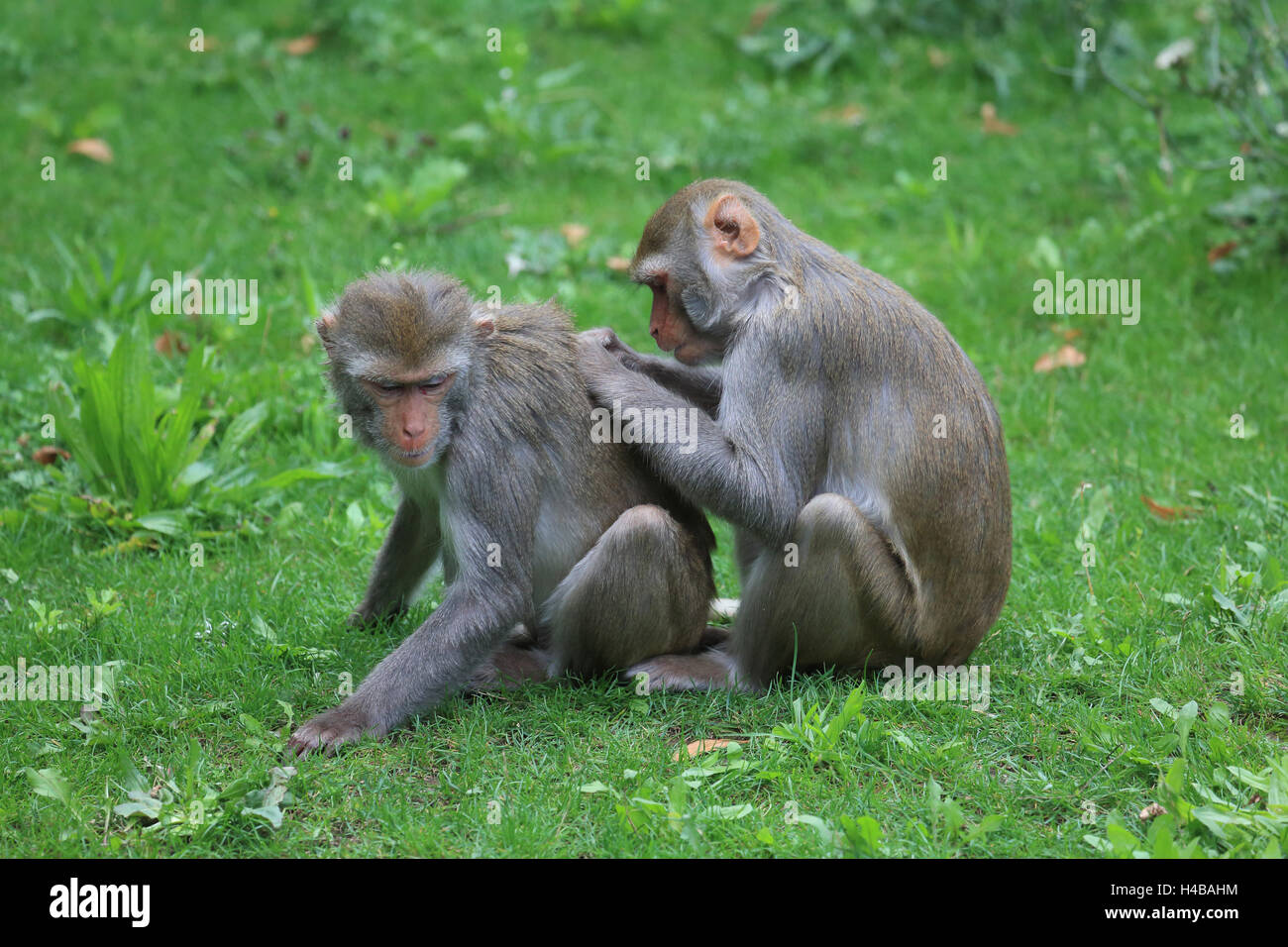 Rhesus macaques delousing, Macaca mulatta Stock Photo